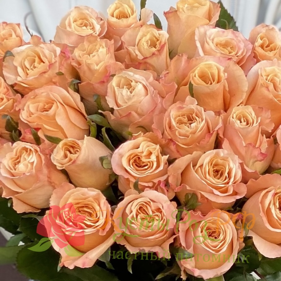 Викториан Шиммер (Victorian Shimmer) в Саратове