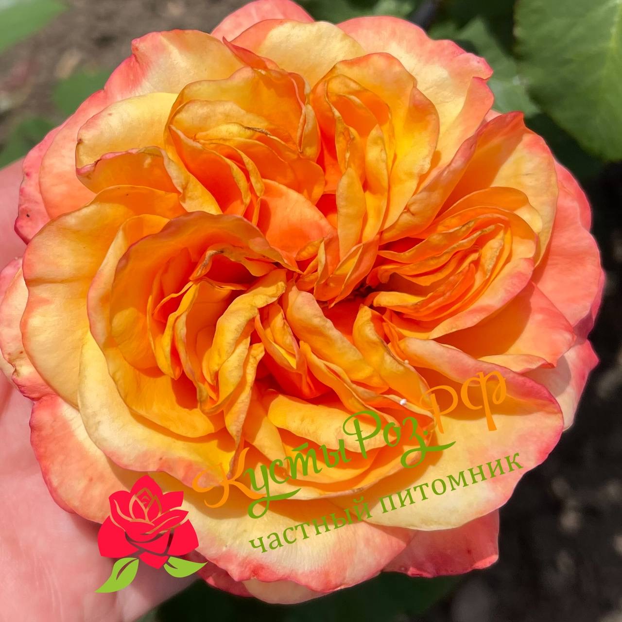 Хелл Оранж (Hell Orange) в Саратове