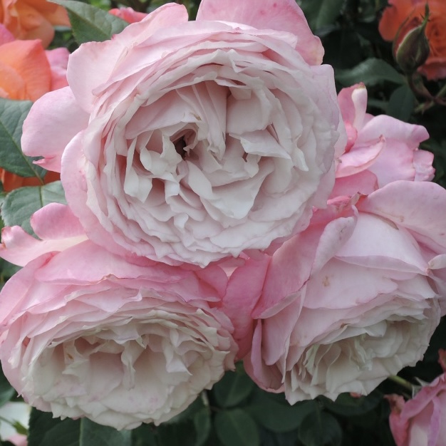 Розенфасцинацион в Саратове