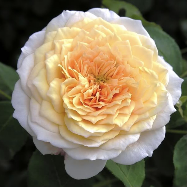 Инглиш Гарден в Саратове