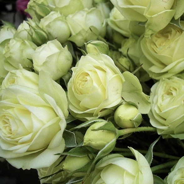 Грин Глоу (Green Glow) в Саратове