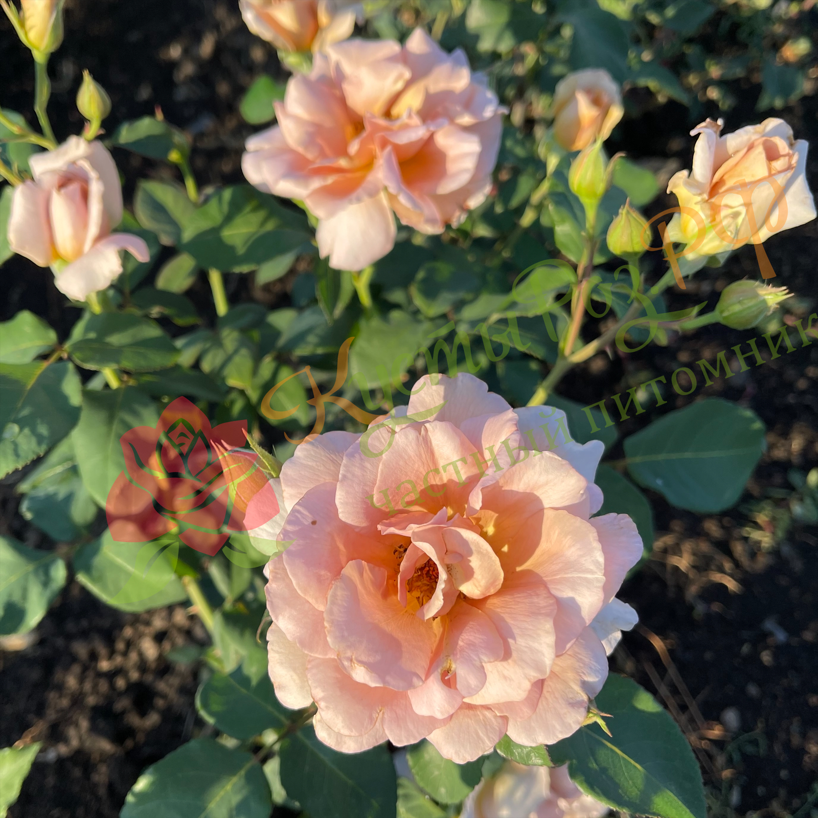 Джулия Роуз (Julia's Rose) в Саратове