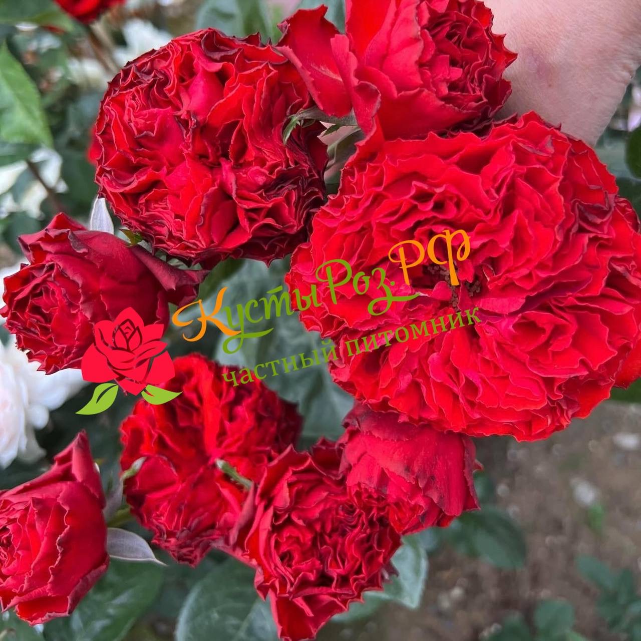 Самарканда (Samarcanda) в Саратове