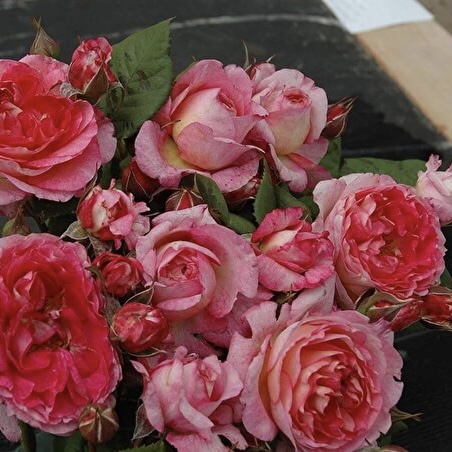 Мадам де Сталь (Mme de Stael) в Саратове