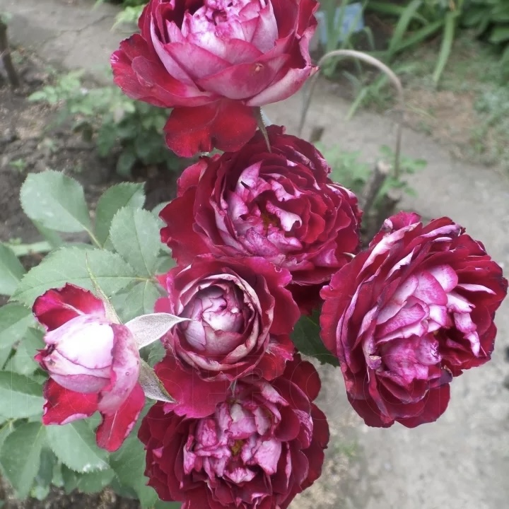 Бель де Сегоза (Belle de Segosa) в Саратове