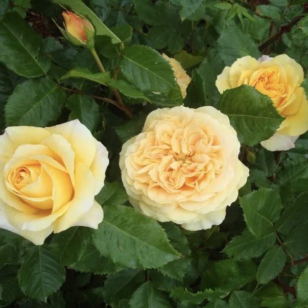 Мишель Фюген (Michel Fugain) в Саратове