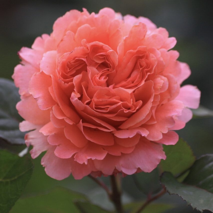 Этруска (Etrusca) в Саратове