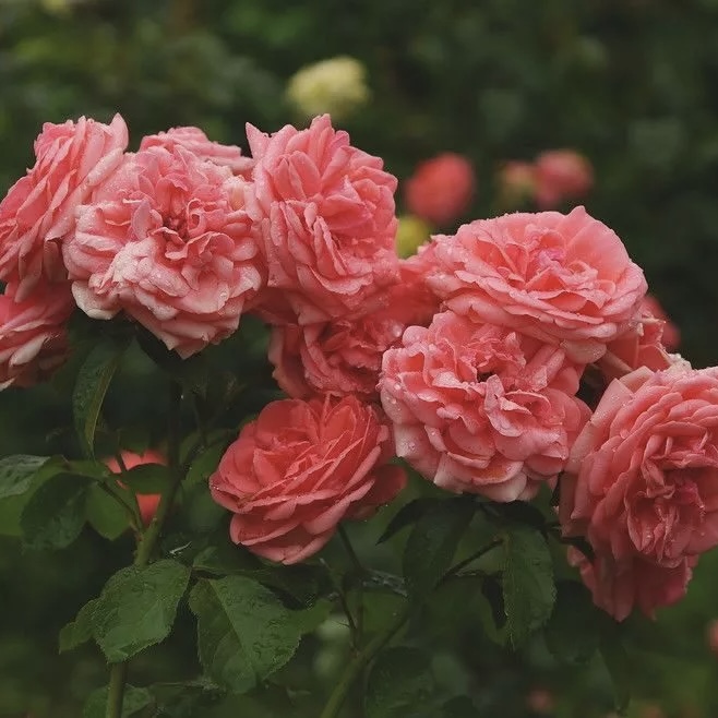 Кимоно в Саратове