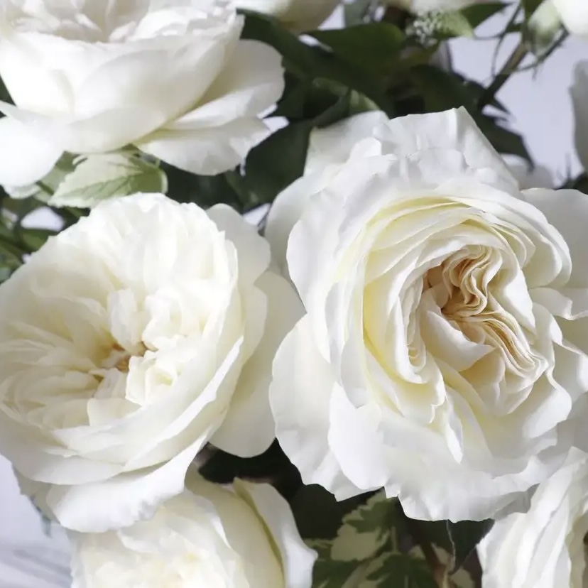 Элла в Саратове