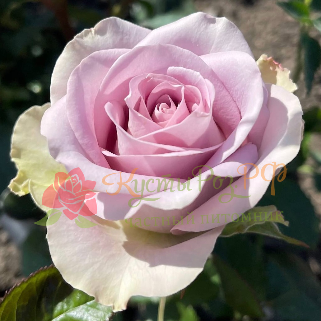 Мемори Лейн (Memory Lane) в Саратове