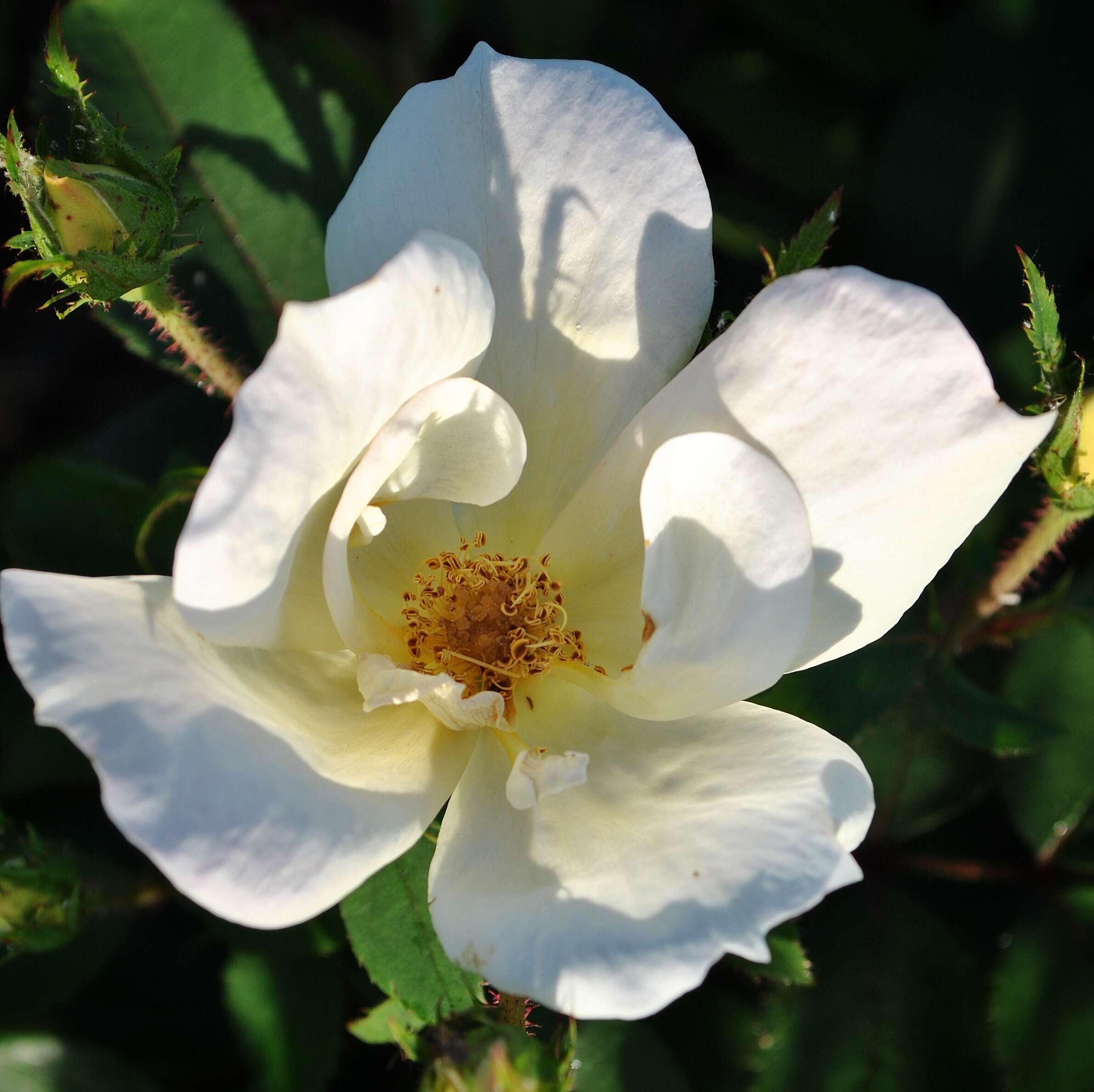 Вайт Нок Аут в Саратове