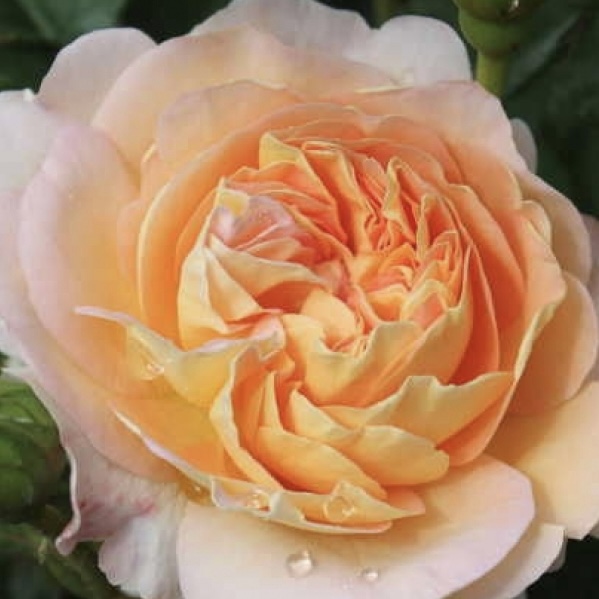 Амели Нотомб (Amelie Nothomb) в Саратове