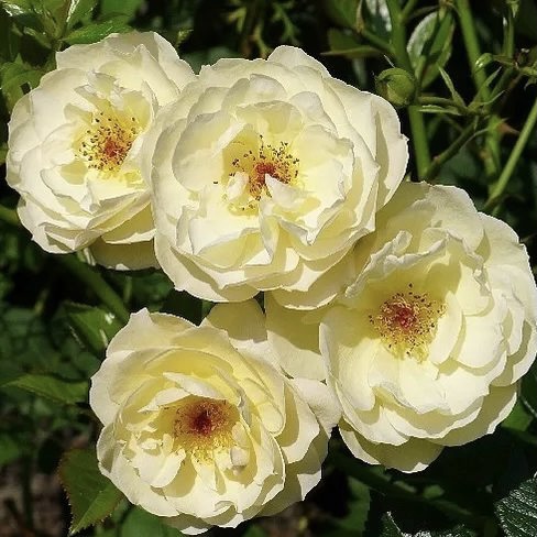 Зоннершим в Саратове