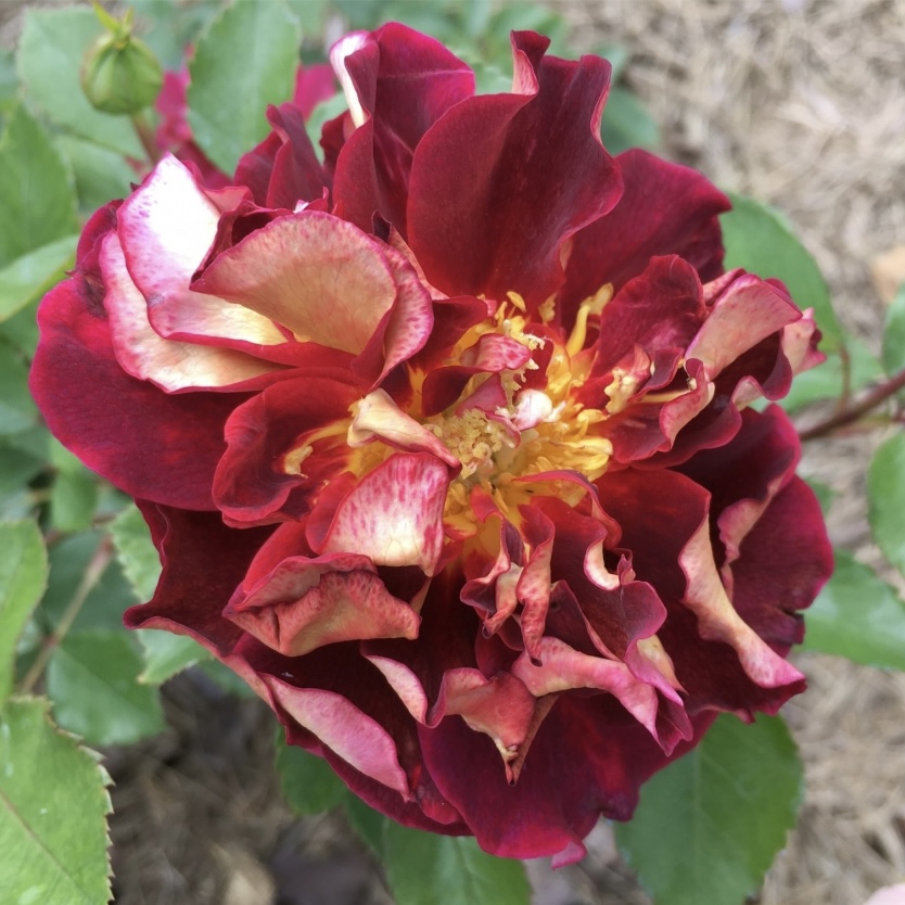 Луи Франсья в Саратове