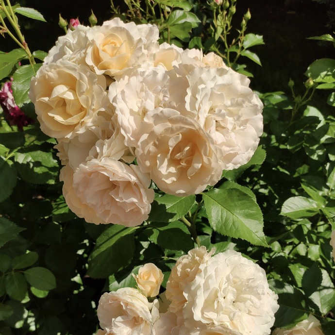 Сан Суси в Саратове