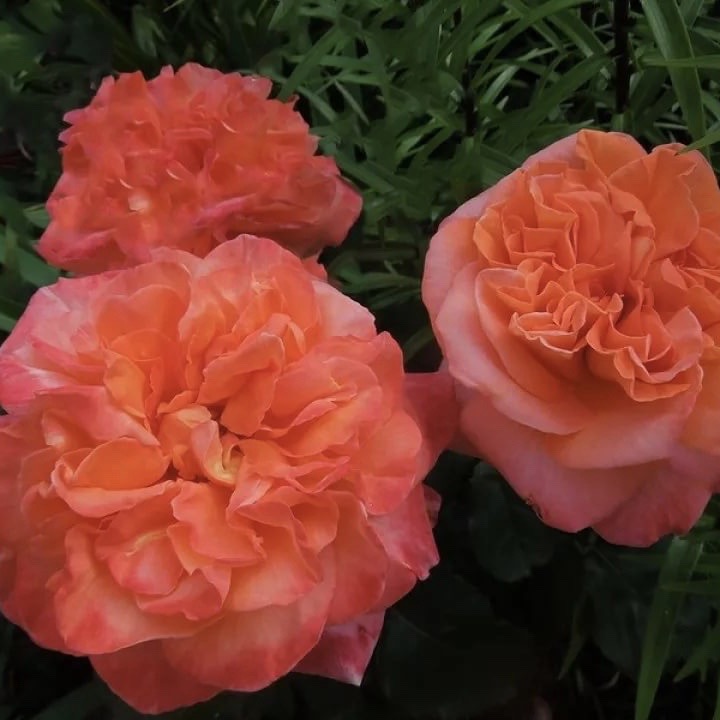 Рене Госсини (Rene Goscinny) в Саратове