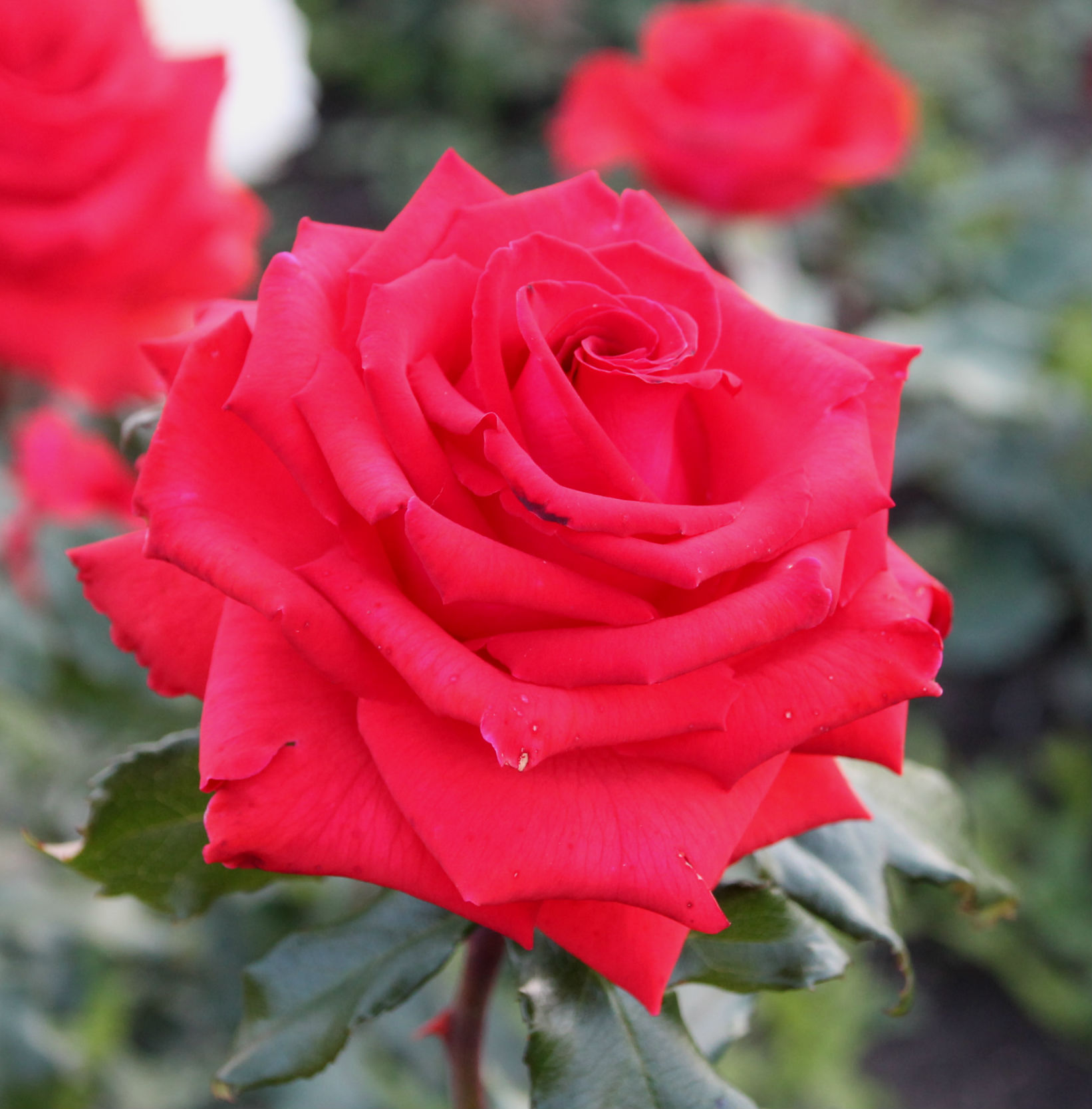 Бургунд (Burgund) в Саратове