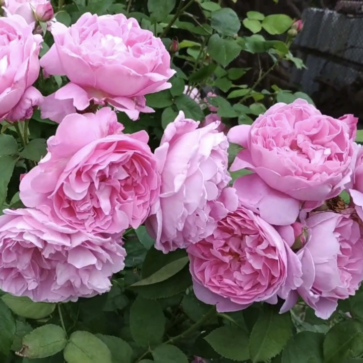 Мэри Роуз в Саратове