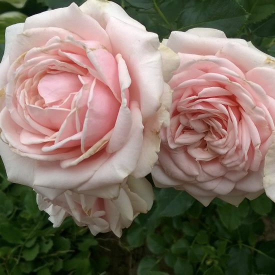 Лакре в Саратове