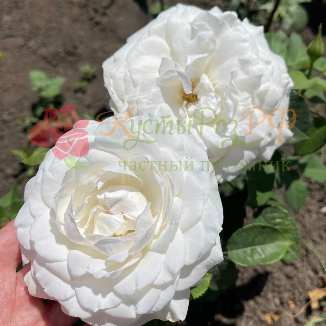 Принцесса Миюки в Саратове