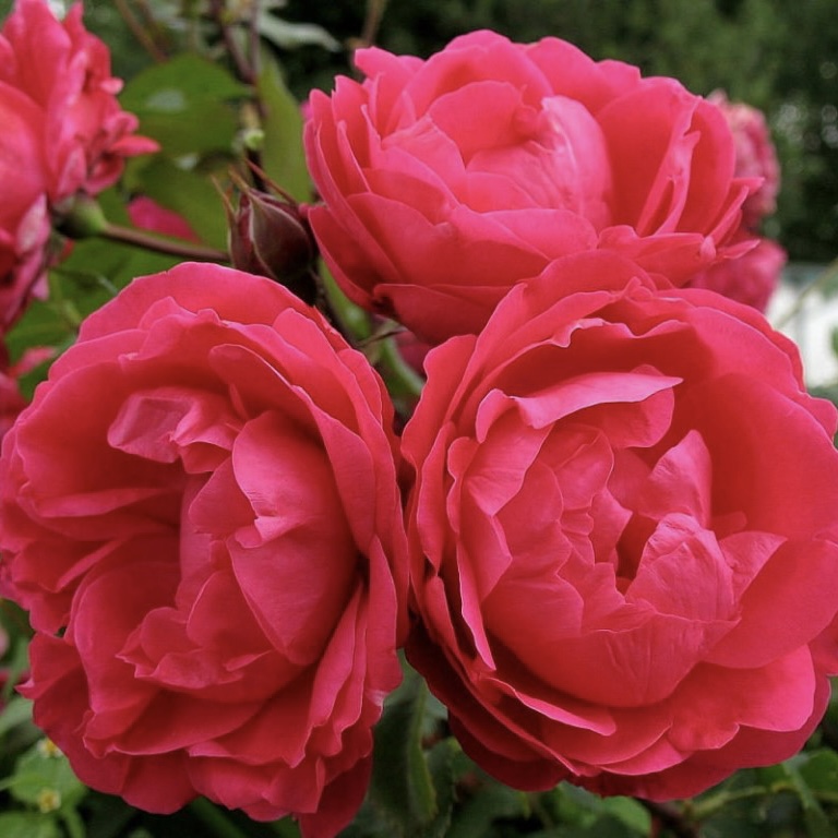 Александр Маккензи (Alexander MacKenzie) в Саратове