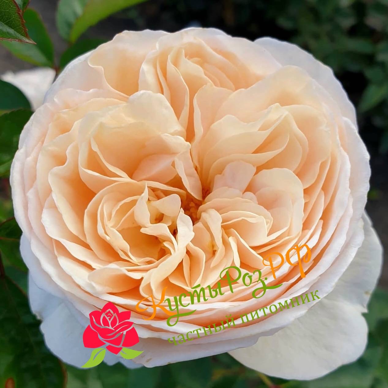 Эзра (Ezra) в Саратове