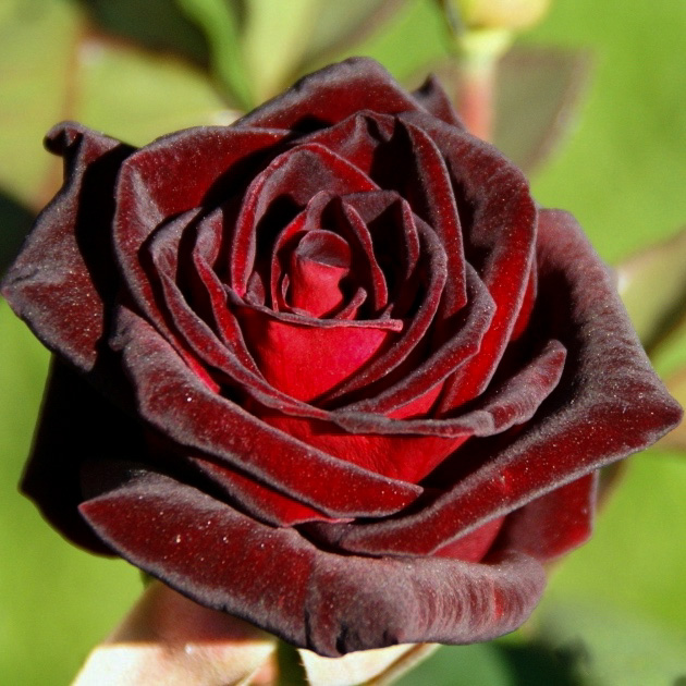 Блэк баккара (Black Baccara) в Саратове
