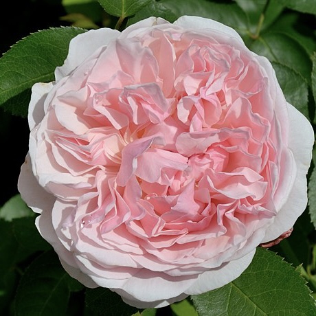 Сейнт Суитун в Саратове