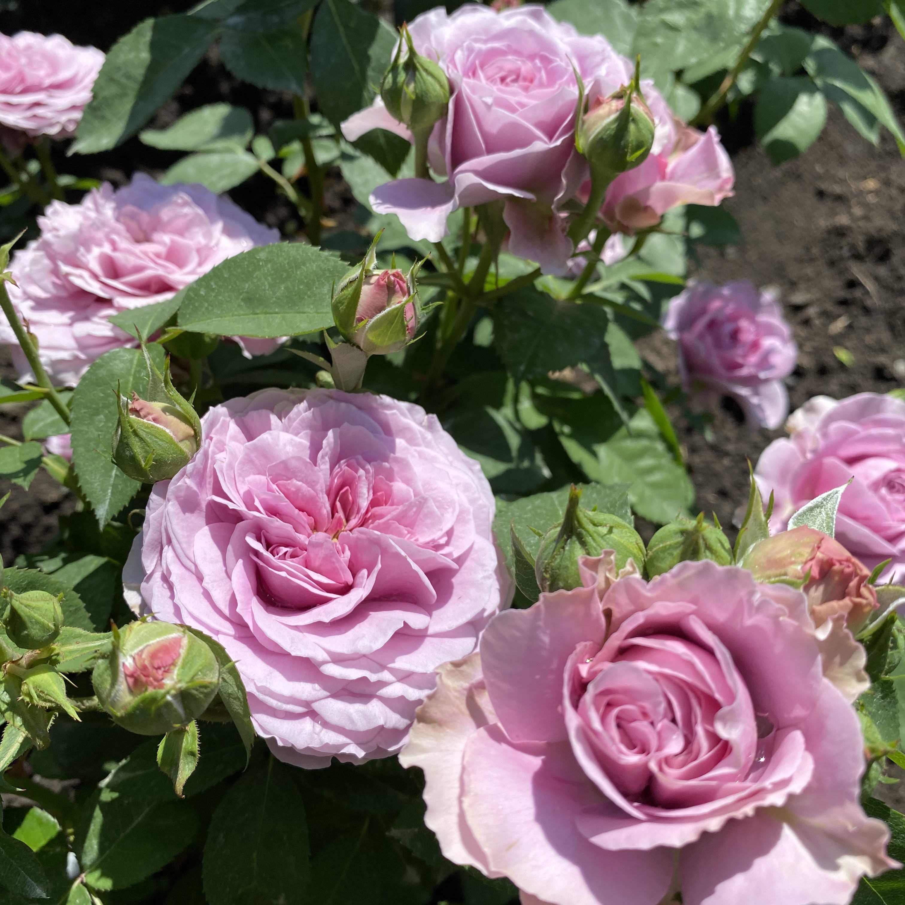 Лавандер айс (Lavender Ice) в Саратове