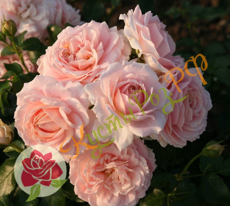 Кремоза (Cremosa) в Саратове