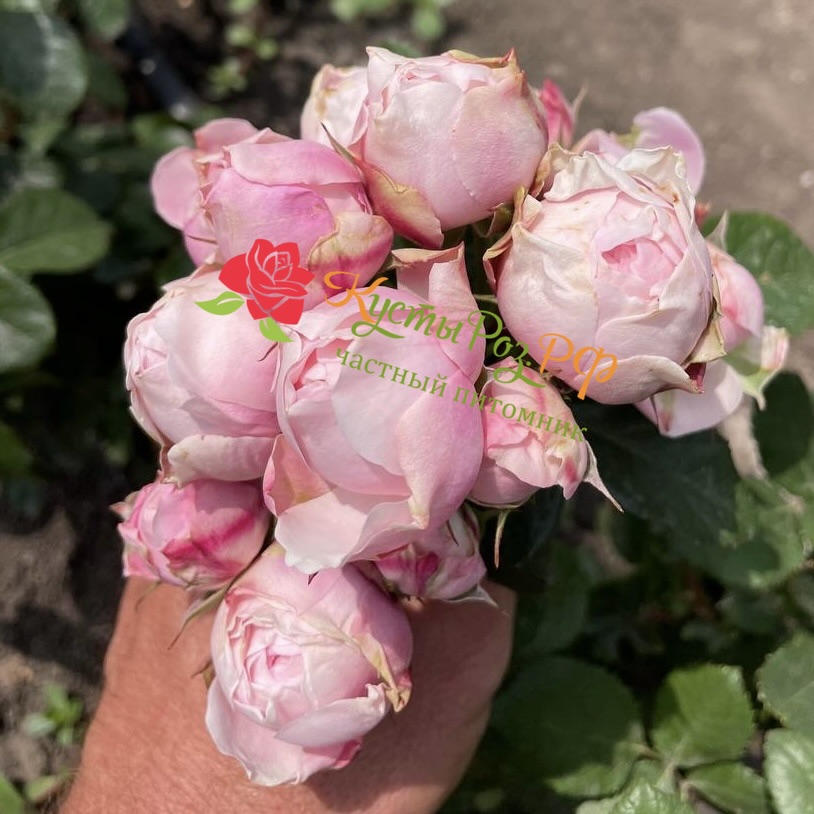 Сильва Пинк (SILVA PINK) в Саратове