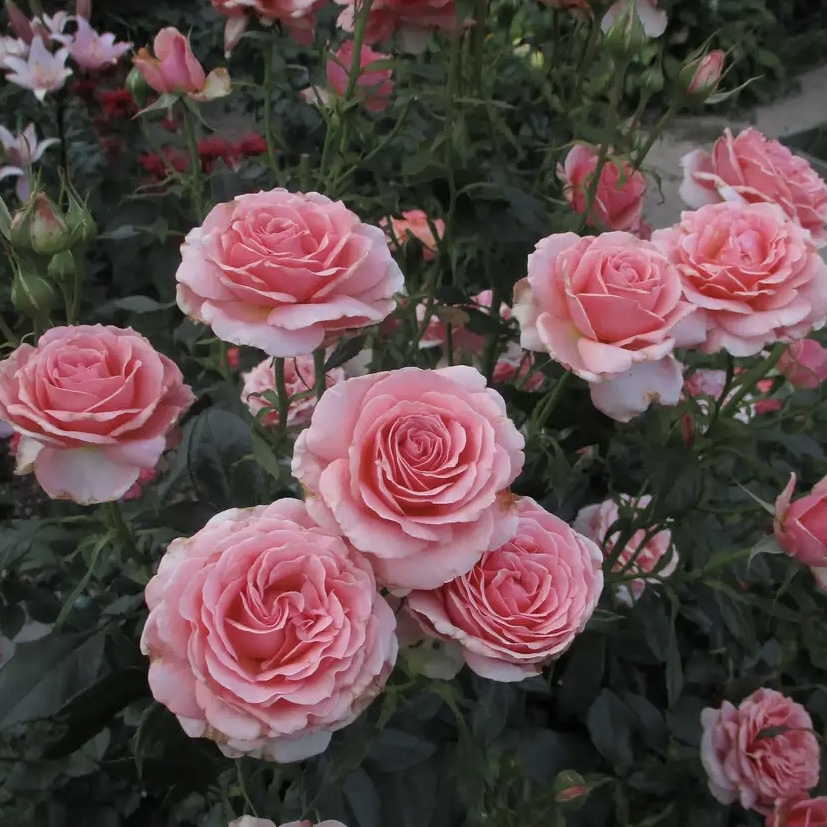 Поэзи в Саратове